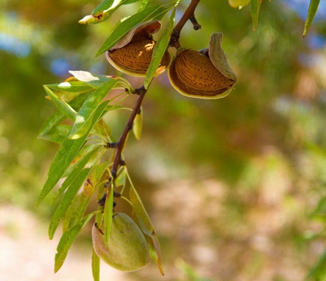 Almond dry fruit