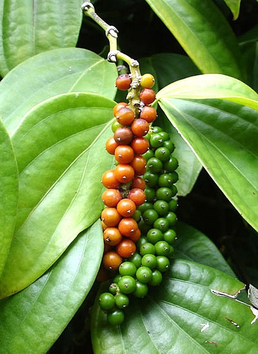 Black Pepper plant