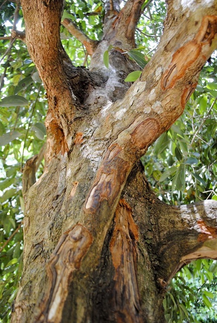 Cinnamon tree