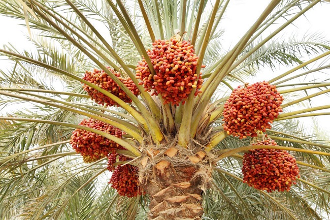 Date fruit tree