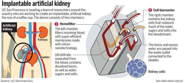 How does the bioartificial kidney work