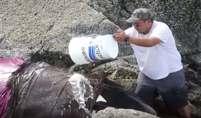 Rescuing the killer whale 