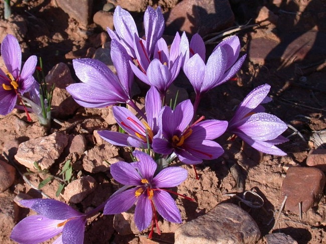 Saffron flower