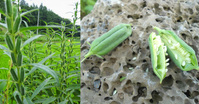 Sesame plant