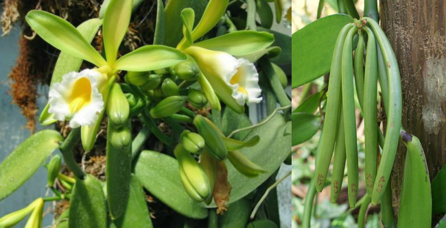 Vanilla plant