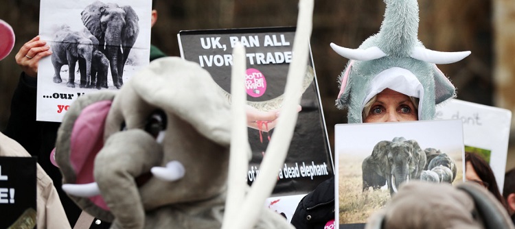 attempts of banning ivory in uk