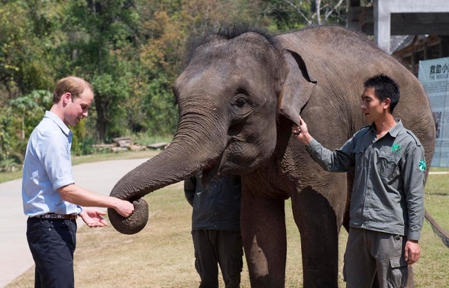 prince william ivory ban uk