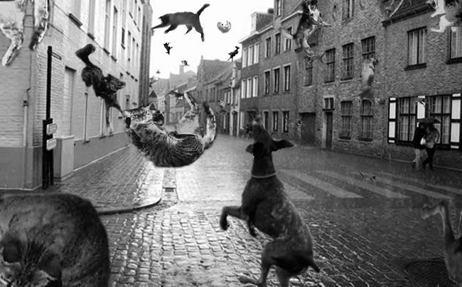 Raining Cats and Dogs