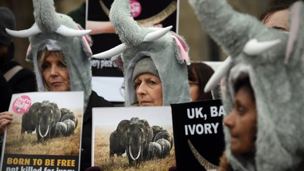 UK bans ivory market 