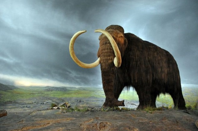 death of male mammoths