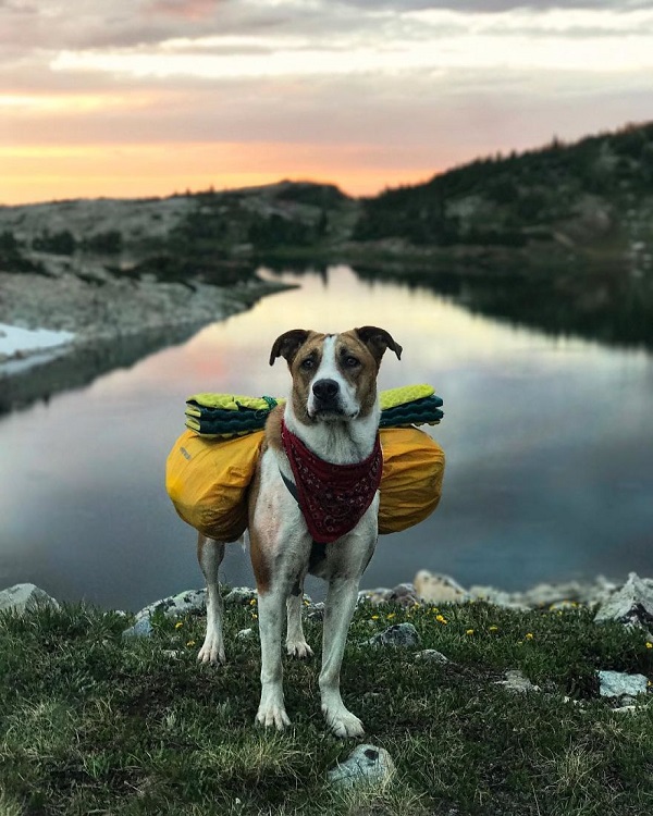 puppy hiking