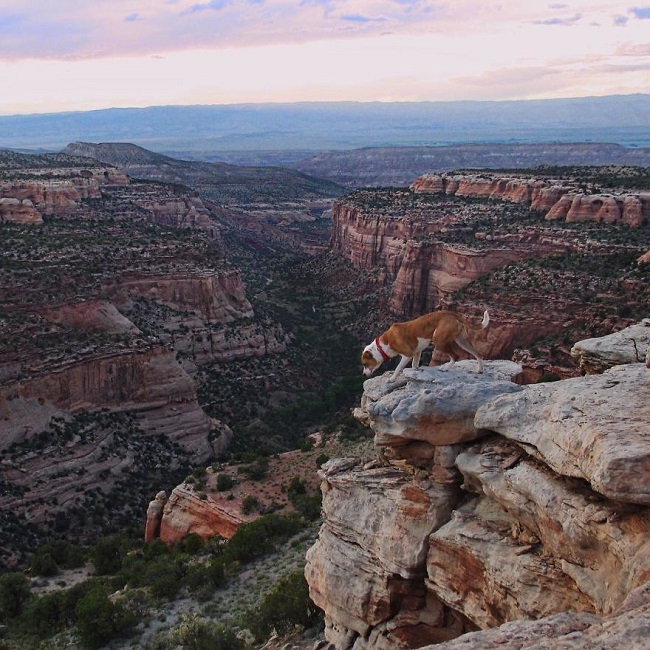 dog on tallest and steepest of rocks