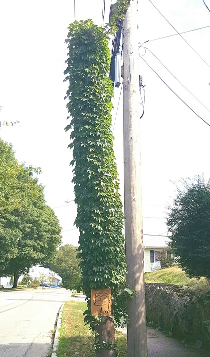 Dressed up telephone pole