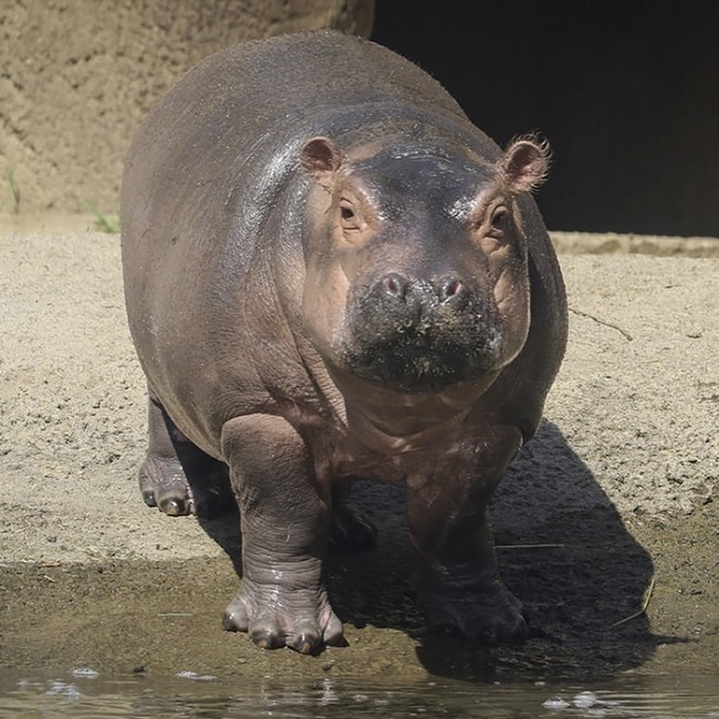 fiona hippo photobombed