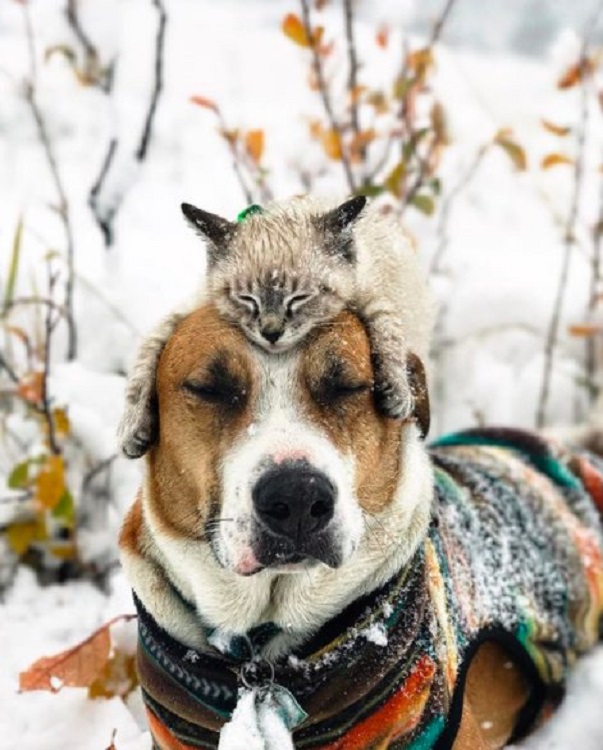 kitten and dog