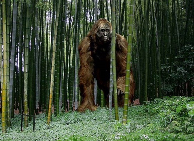  largest primate went extinct