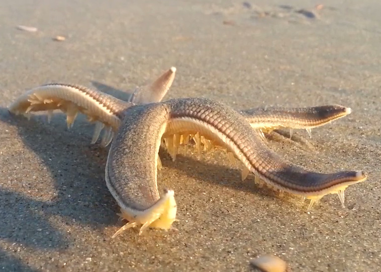 People excited to see starfish walking on the beach