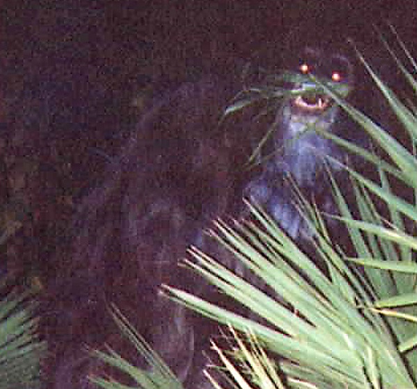 skunk ape