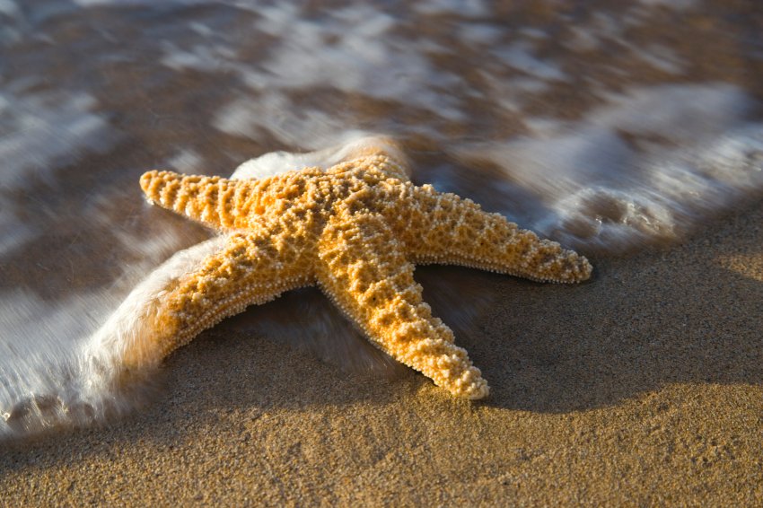 Starfish can regenerate their body