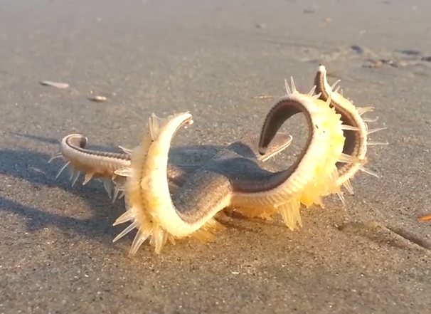 Starfish moving with the help of cilia under their legs