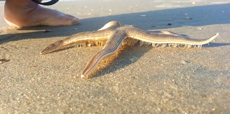 Starfish will die if they are on dry land for longer period of time