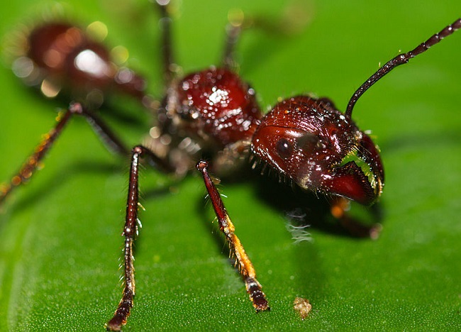 The Red bullet ant