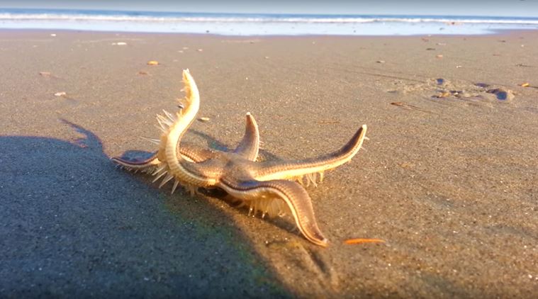 Video of starfish walking on beach goes viral