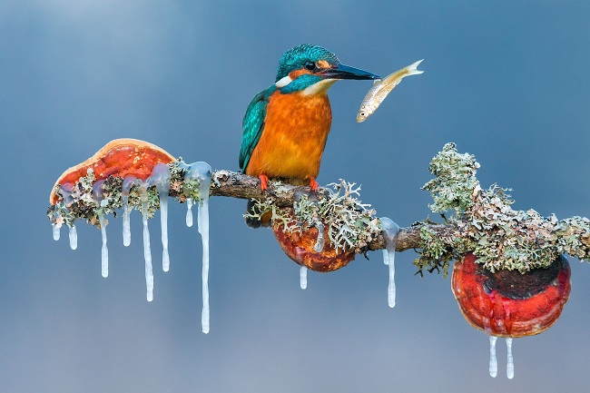 Animals in their environment-remarkable award-Peak-Peter Sabok