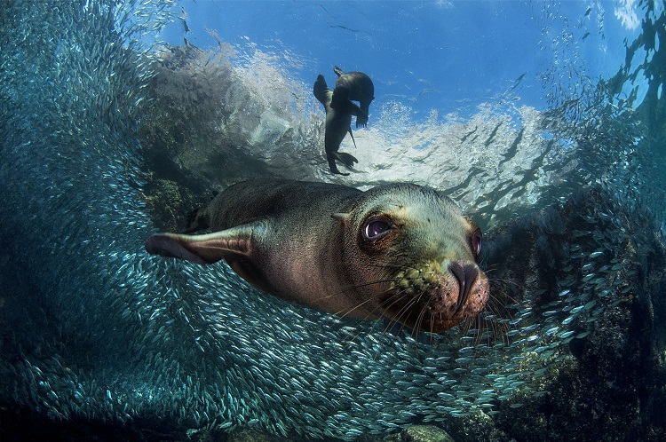 Baby Sea Lion-Filippo Borghi