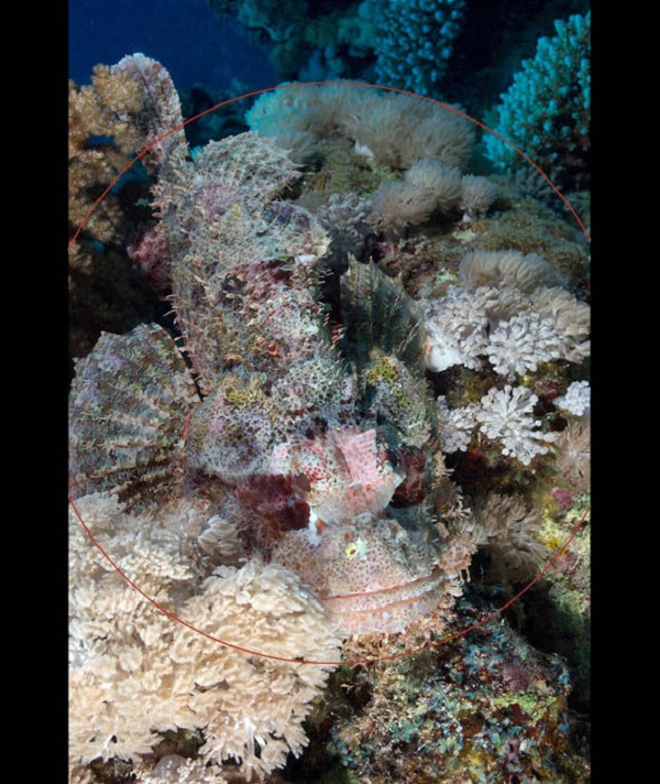 Can you locate Long-fingered Scorpionfish1