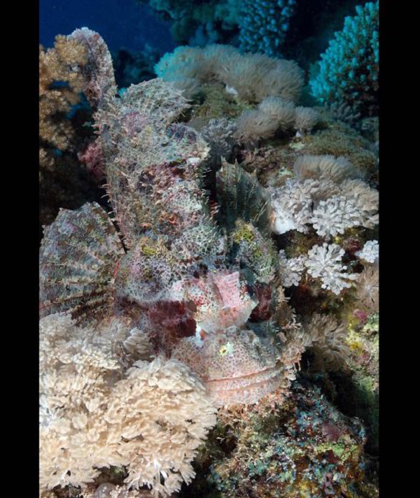 Can you locate Long-fingered Scorpionfish