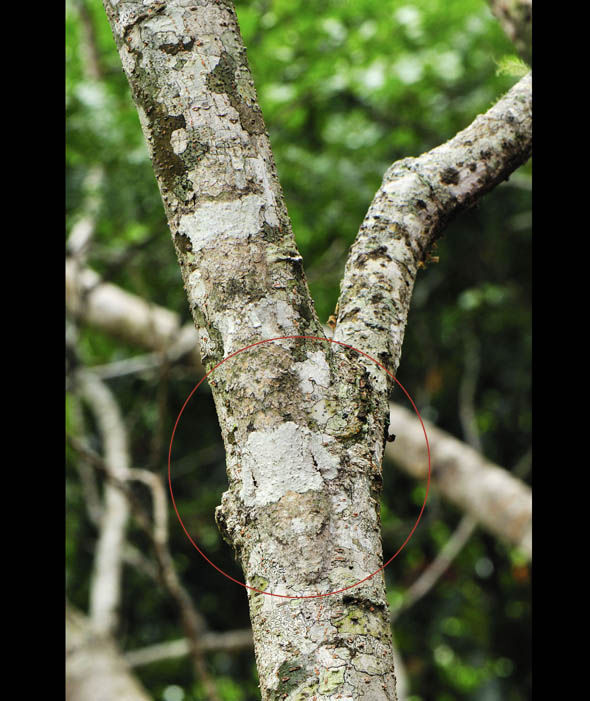 Can you spot a mossy Leaf-tailed Gecko1