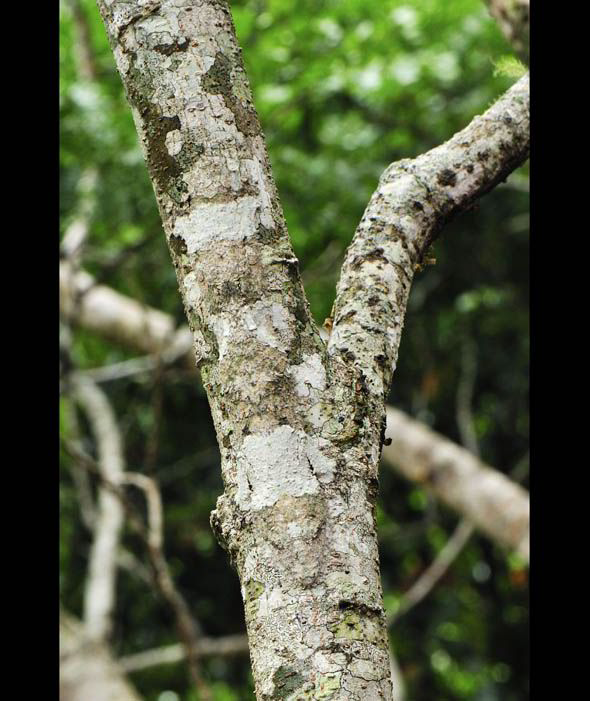 Can you spot a mossy Leaf-tailed Gecko