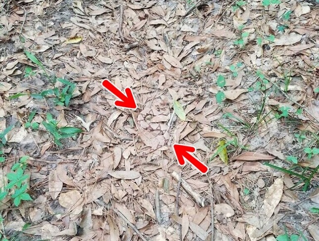 Can you spot a snake1.