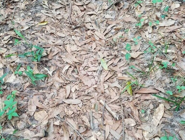 Can you spot a snake.