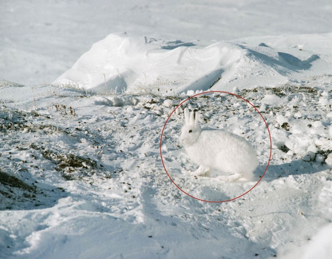 Can you spot arctic hare1