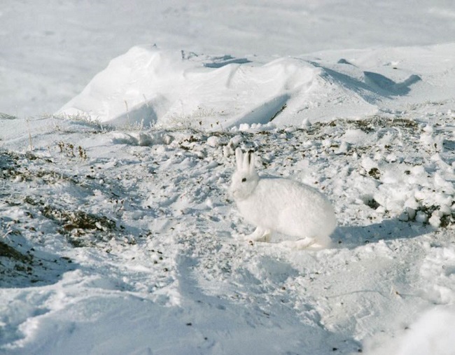 Can you spot arctic hare