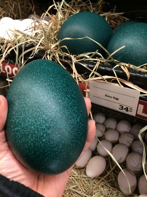 coloured eggs