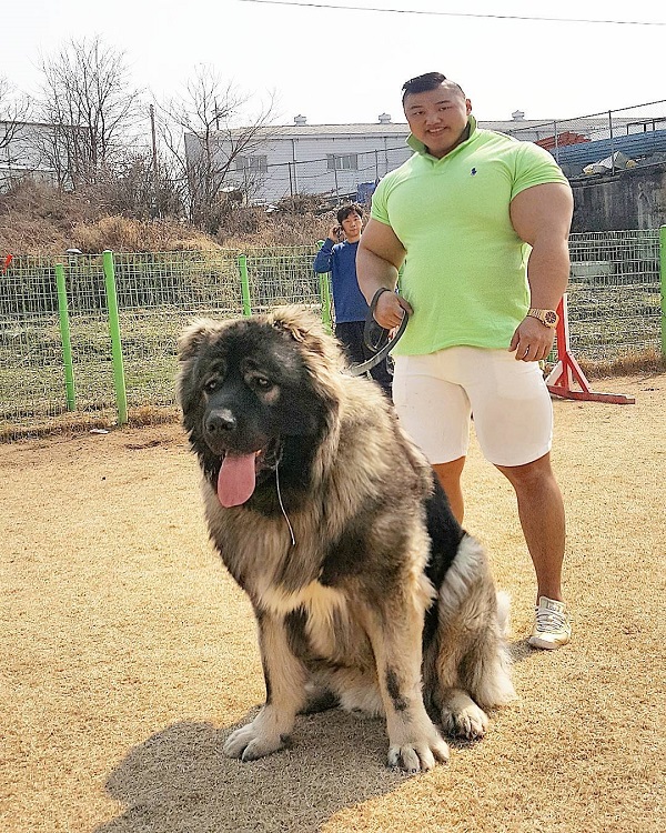 huge Tibetan Mastiff