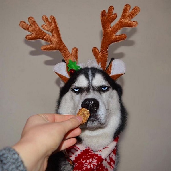 husky photoshoot cookies