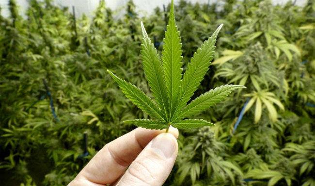 marijuana treats epilepsy