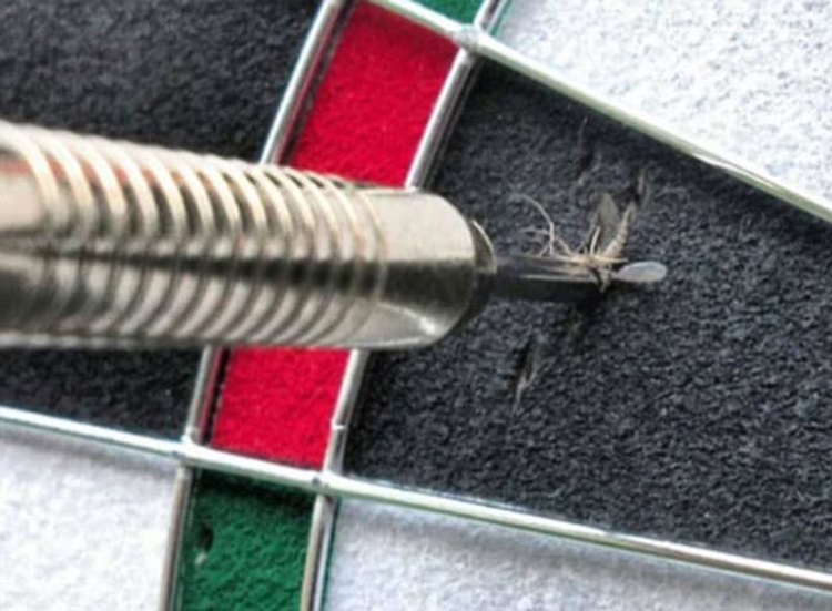 Mosquito killed on a dart board