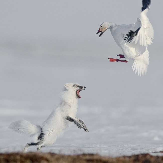 place-Attack-Sergey Gorshkov