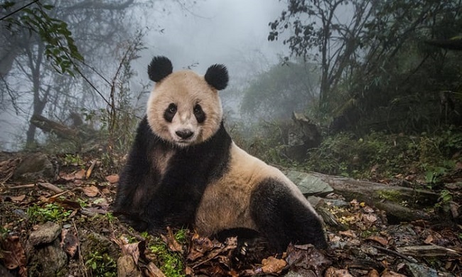 place-Pandas gone-wild-Ami Vitali