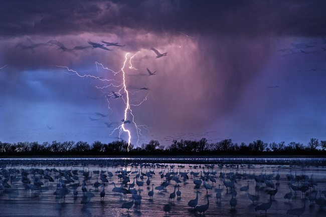 SIPA Photographer of the year-Sandhill Cranes-Randy Olsen