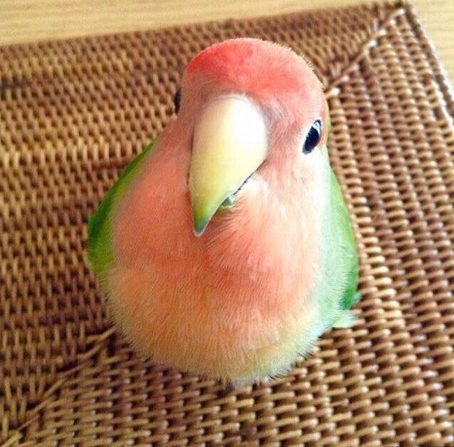 Watermelon birdie