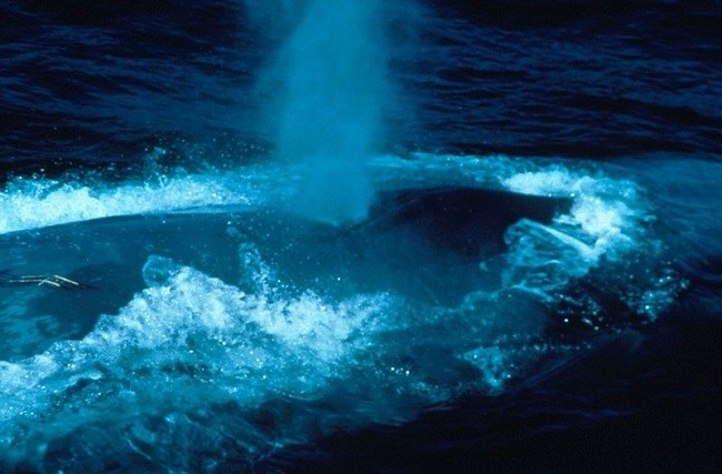 Blue whale in the ocean