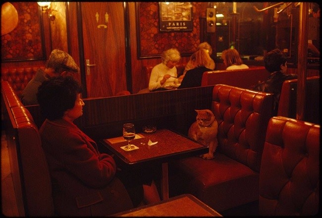 Caramel the cat a regular customer at a Parisian cafe