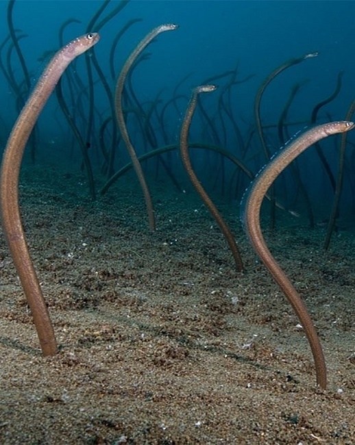 Dancing Garden Eels