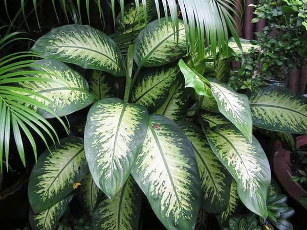 Dieffenbachia